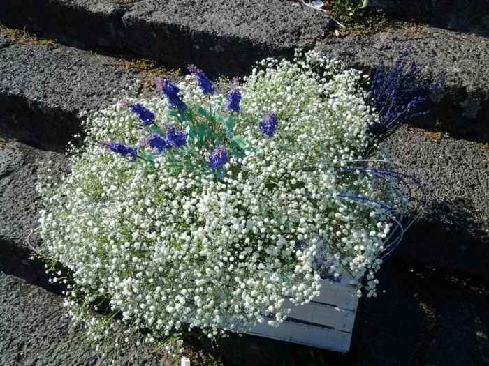 Lavanda e nebbiolina...
