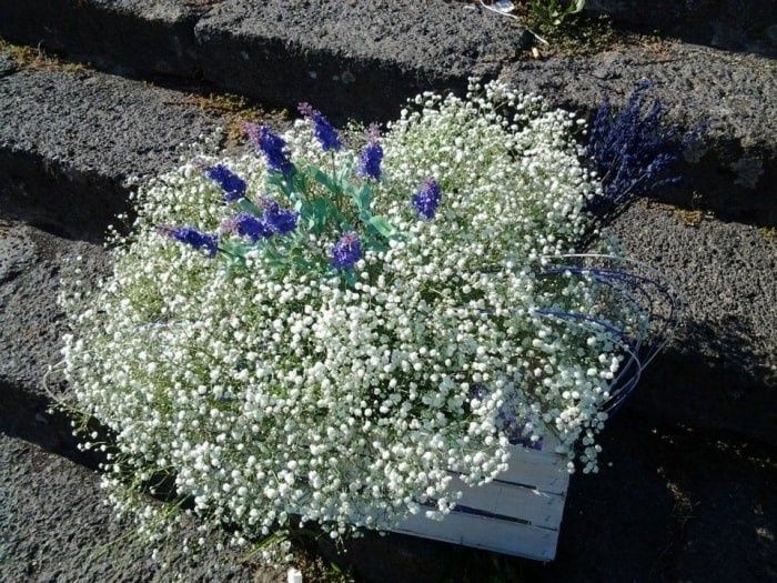 Lavanda e nebbiolina...