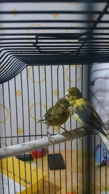 Compagno a 4 zampe? - 2