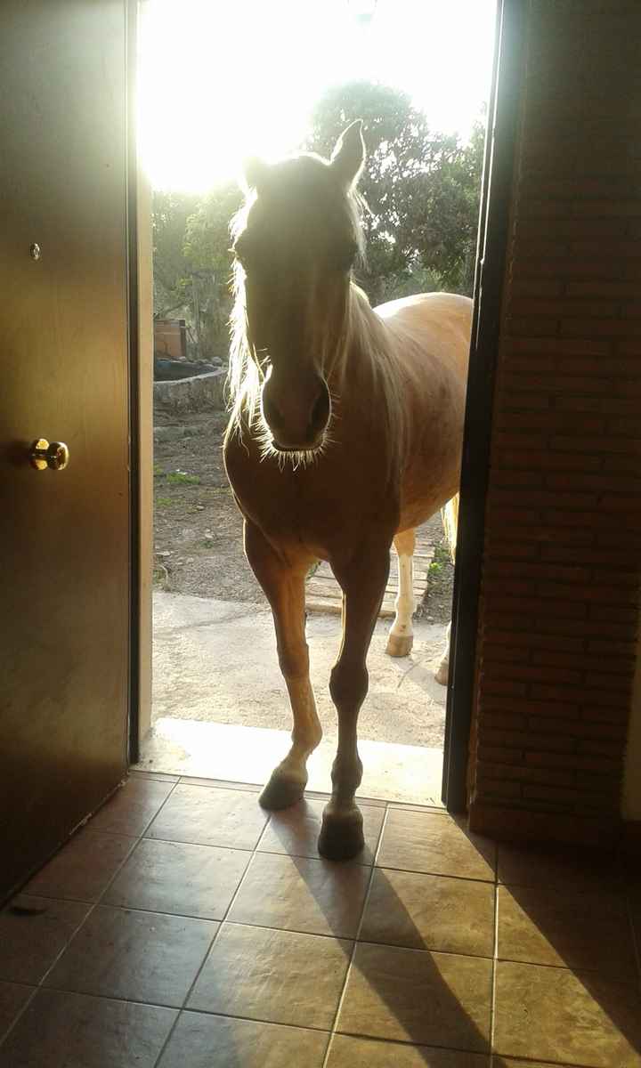 I nostri amici animali.. - 1