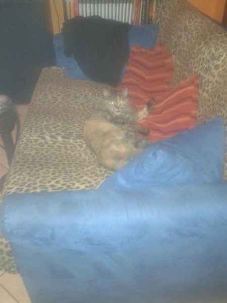 Oggi vi presento i nostri "mimmi" :) - 2