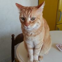 gatto Lem