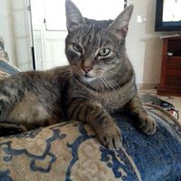 gatto totò