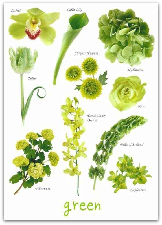 fiori verdi