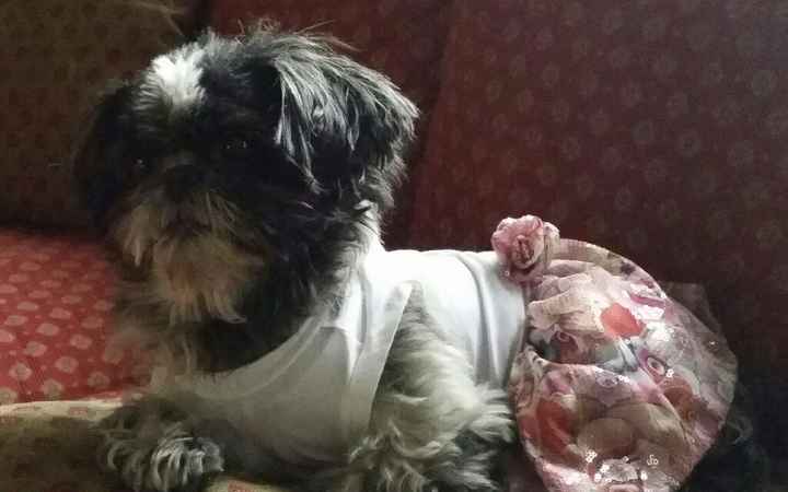 I nostri amici a 4 zampe - 1