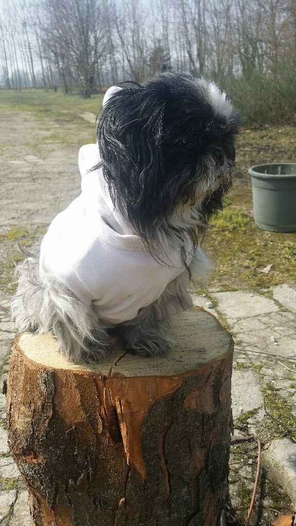 Io....luiii....e il nostrooo totÒ? - 1