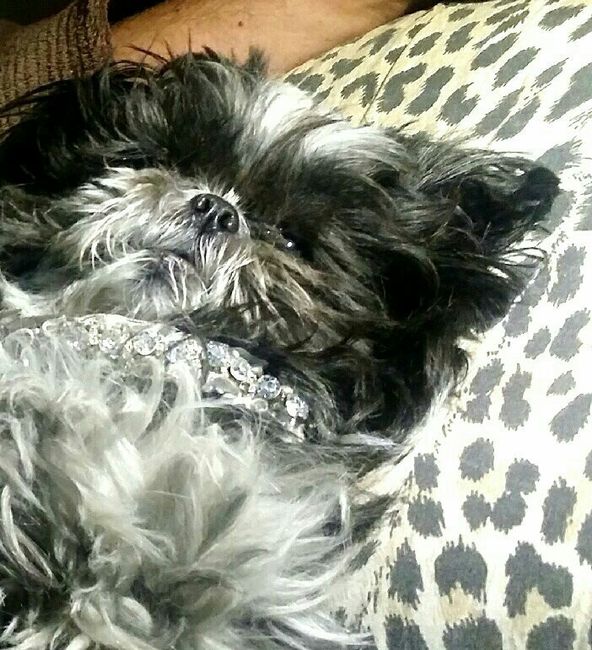 I nostri amici a 4 zampe - 1