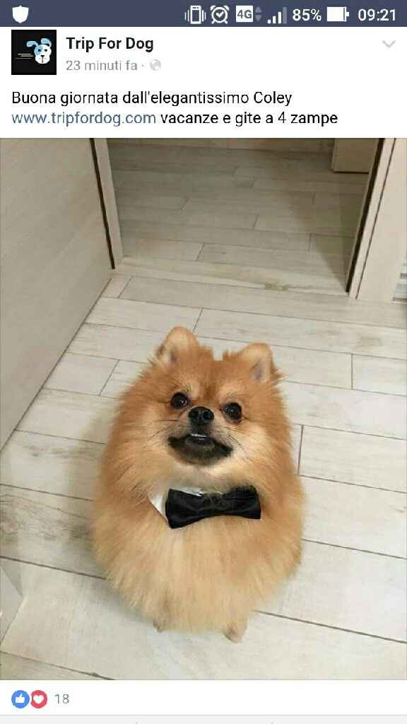 Amico a 4 zampe look - 2