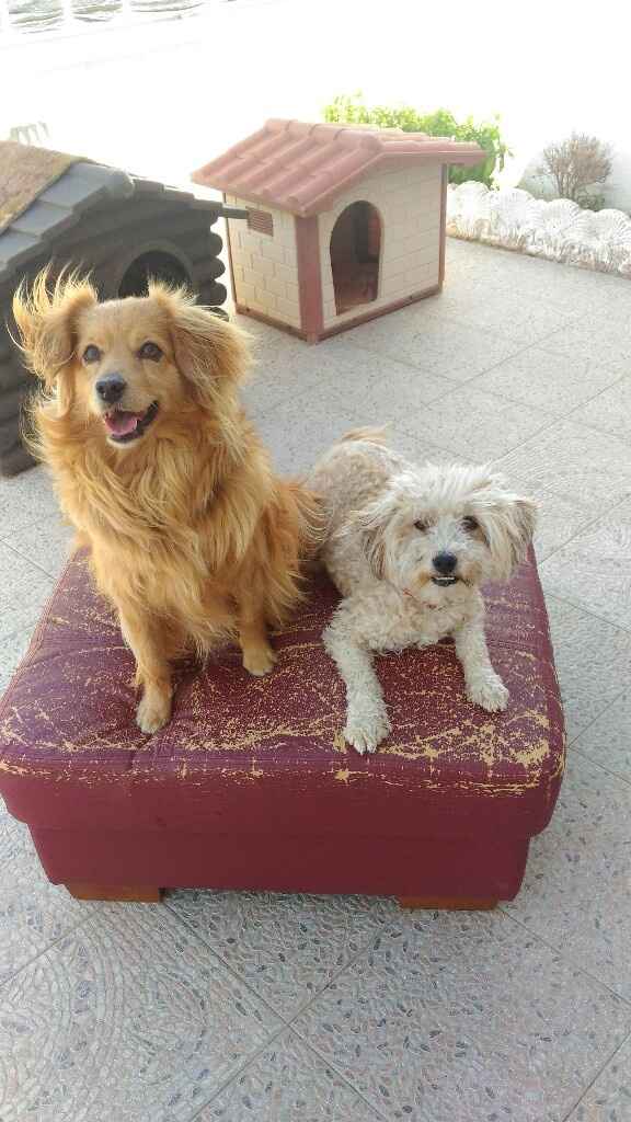 Compagno a 4 zampe? - 1