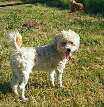 Cake topper arrivato! - 5