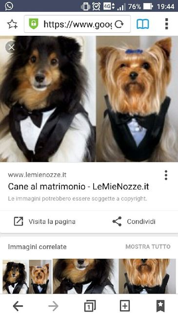Amico a 4 zampe look - 1