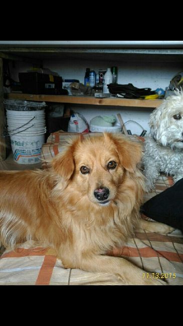 Cake topper arrivato! - 4