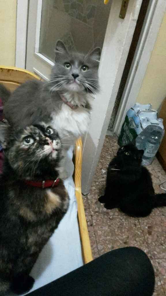 Too cute: i vostri amici animali - 1