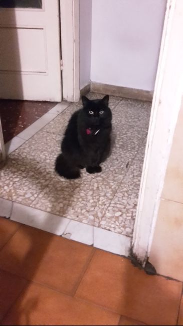 I nostri amici animali.. - 1