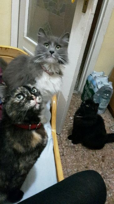 Too cute: i vostri amici animali - 1