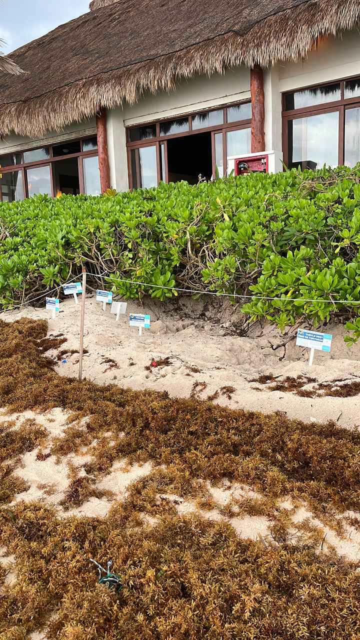 Messico situazione alghe / sargasso ??? - 6