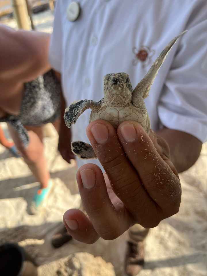 Messico situazione alghe / sargasso ??? - 8