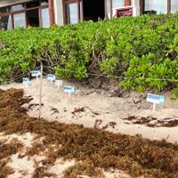 Messico situazione alghe / sargasso ??? - 6