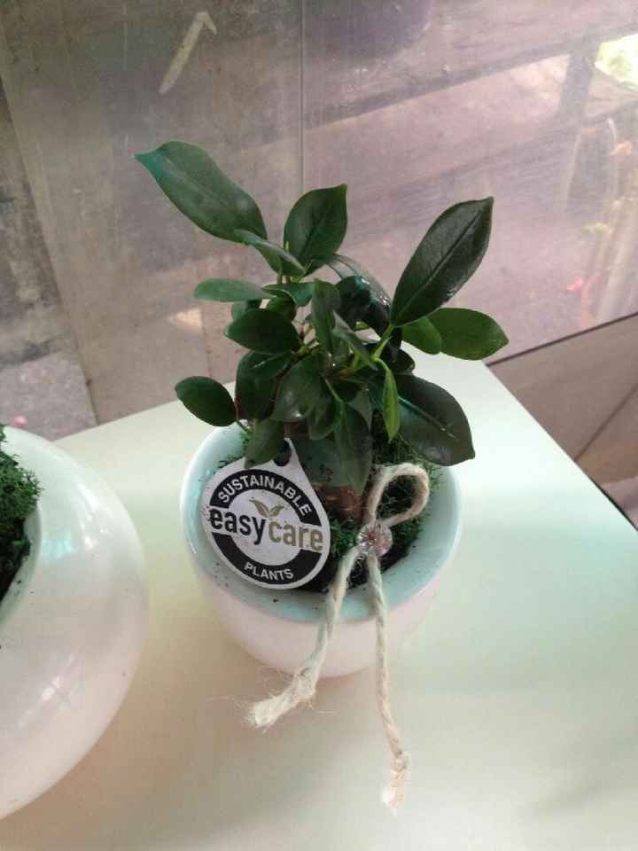 Bomboniere  - mi fai vedere la tua? - 1