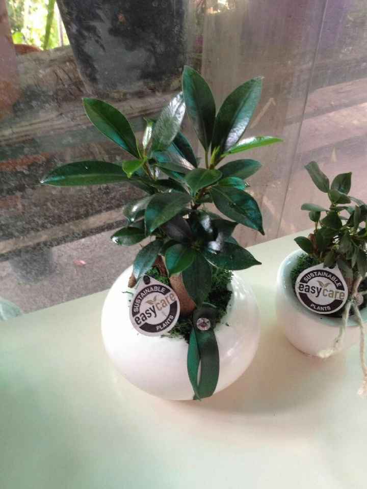 Bomboniere  - mi fai vedere la tua? - 2