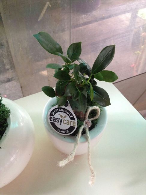 Tema e colore matrimonio - 1