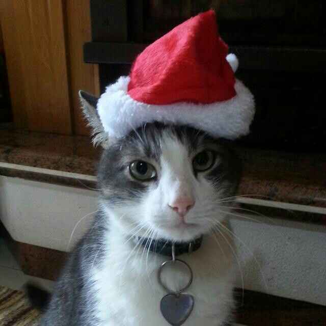 Chi è riuscita a portare il gatto al ricevimento? - 1