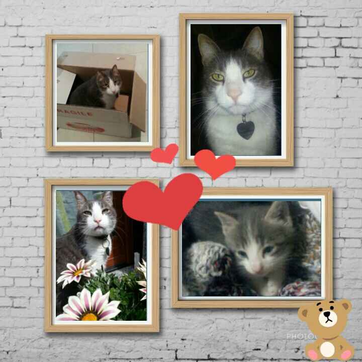 Chi è riuscita a portare il gatto al ricevimento? - 2