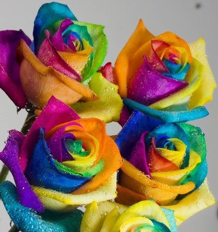 rainbow flowers