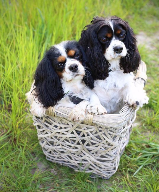 .............................