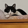 Norma