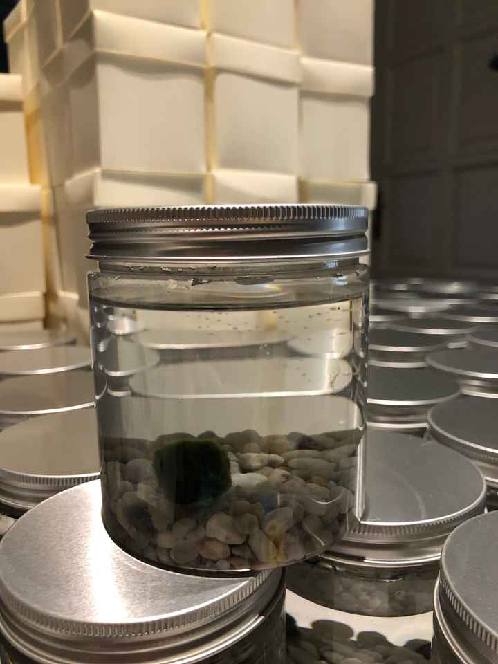 Bomboniere Marimo 😍 - 1