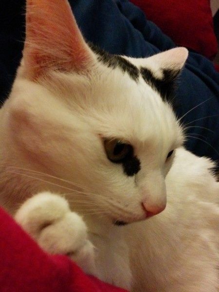 Raccolta di foto con i nostri animali - 1