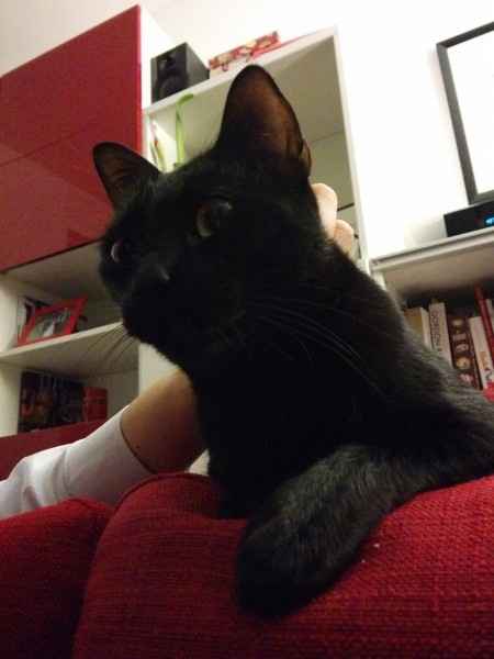 Raccolta di foto con i nostri animali - 2