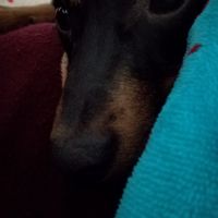  Cucciolo in famiglia - 1