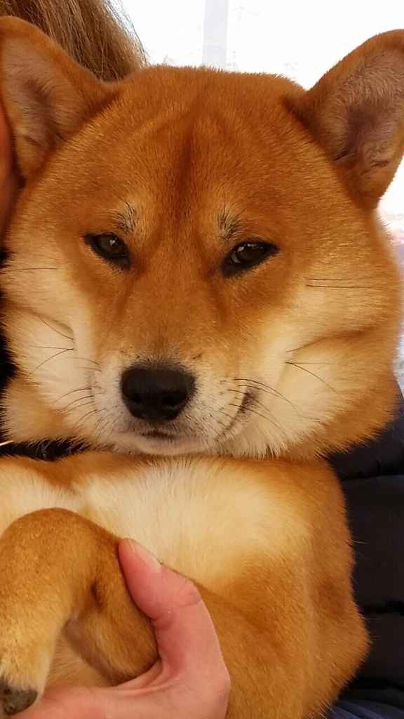 Too cute: i vostri amici animali - 1