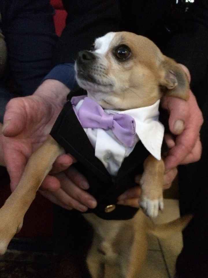 Per i nostri "cuccioli" a 4 zampe - 2