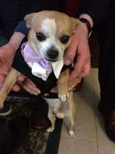 Per i nostri "cuccioli" a 4 zampe - 1