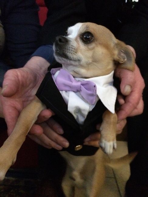 Per i nostri "cuccioli" a 4 zampe - 2