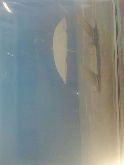 -58 aiuto/consigli x tableau - 2