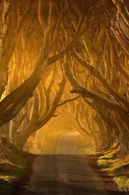 The Dark Hedges