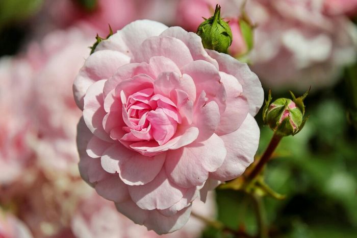  Fiori - 3