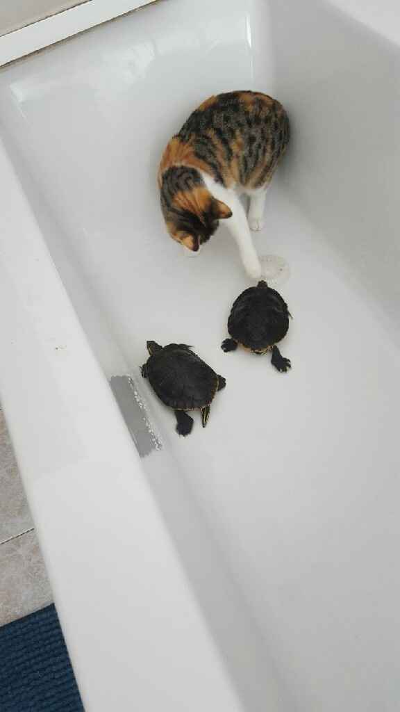 Matrimoni e animali! - 1