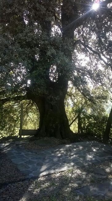 Se il parroco  approva questa sara la chiesa - 2