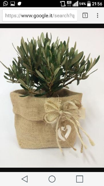 Dubbio bonsai... - 1