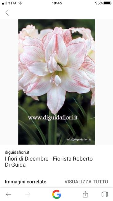 Fiori invernali 8
