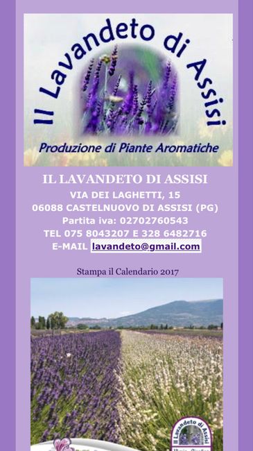  Sos cercasi Lavanda - 2