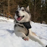 Alessia