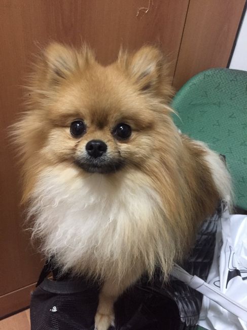 Anello di fidanzamento - 1