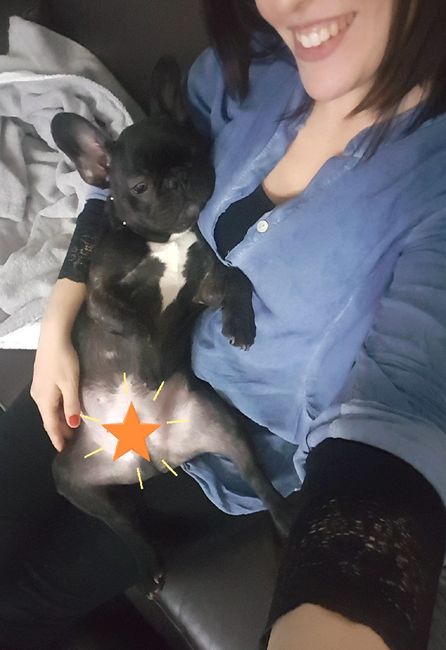 Pancine e animali domestici - 1