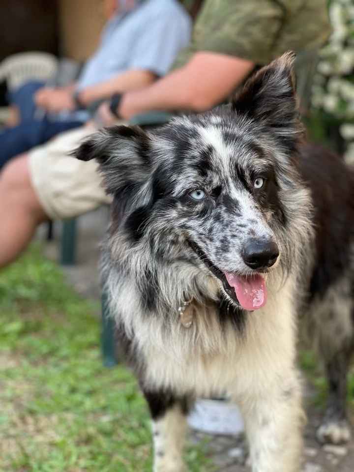 Giornata del cane - 1